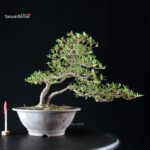 Azalea Satsuki SENBAZURU - immagine 6