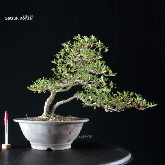 Azalea Satsuki SENBAZURU - immagine 6