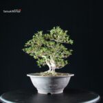 Azalea Satsuki SENBAZURU - immagine 7