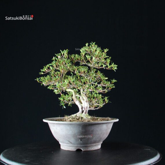 Azalea Satsuki SENBAZURU - immagine 7