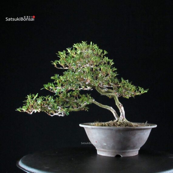 Azalea Satsuki SENBAZURU - immagine 8