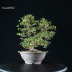 Azalea Satsuki SENBAZURU - immagine 9