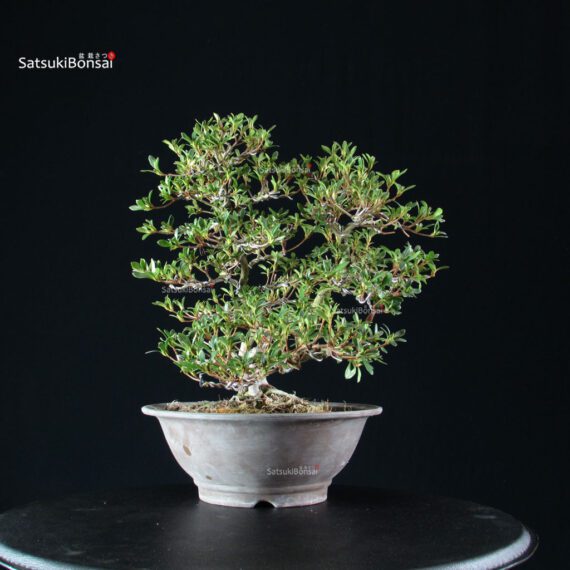 Azalea Satsuki SENBAZURU - immagine 9