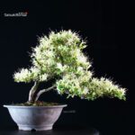 Azalea Satsuki SENBAZURU