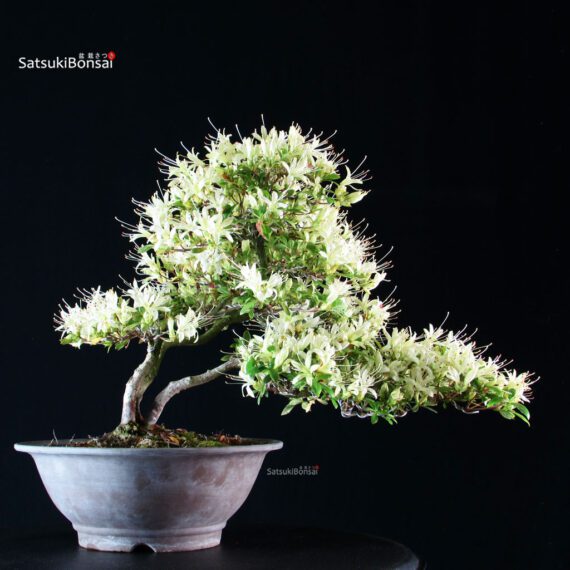 Azalea Satsuki SENBAZURU - immagine 1