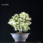 Azalea Satsuki SENBAZURU - immagine 3