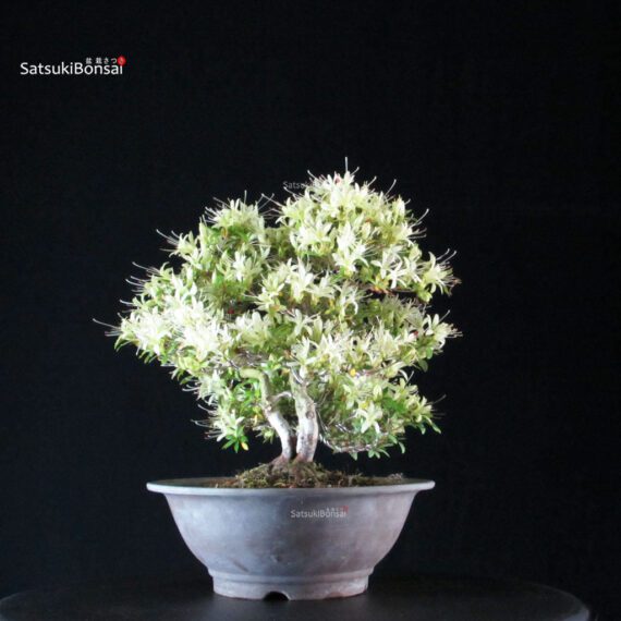 Azalea Satsuki SENBAZURU - immagine 3