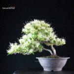 Azalea Satsuki SENBAZURU - immagine 4