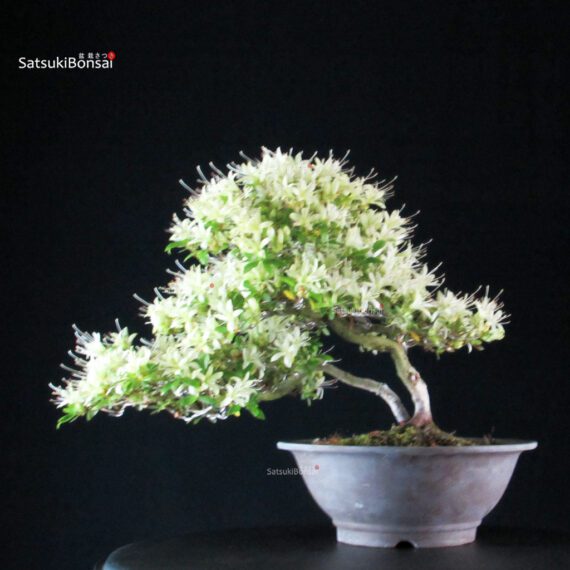 Azalea Satsuki SENBAZURU - immagine 4