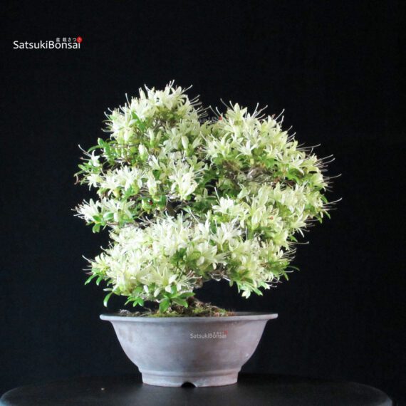 Azalea Satsuki SENBAZURU - immagine 5