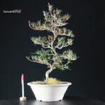 Azalea Satsuki Miyu no Kagayaki - immagine 6