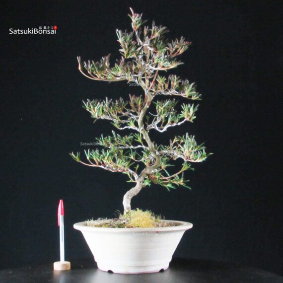 Azalea Satsuki Miyu no Kagayaki - immagine 6