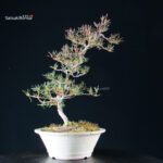 Azalea Satsuki Miyu no Kagayaki - immagine 7