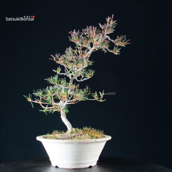 Azalea Satsuki Miyu no Kagayaki - immagine 7