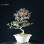 Azalea Satsuki Miyu no Kagayaki - immagine 8