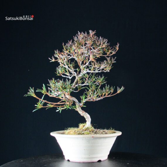 Azalea Satsuki Miyu no Kagayaki - immagine 8