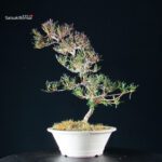 Azalea Satsuki Miyu no Kagayaki - immagine 9