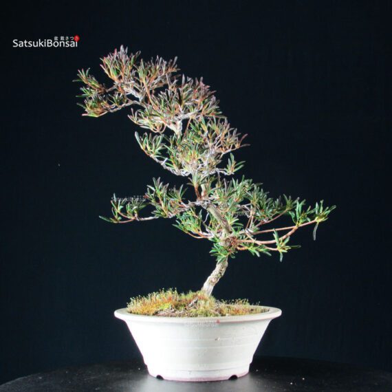 Azalea Satsuki Miyu no Kagayaki - immagine 9