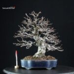 Pseudocydonia Sinensis