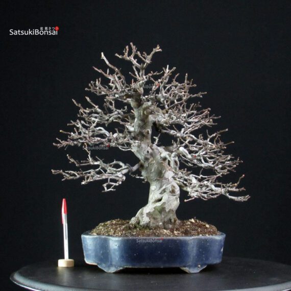 Pseudocydonia Sinensis - immagine 1