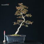 Azalea Satsuki HOZAN - immagine 3