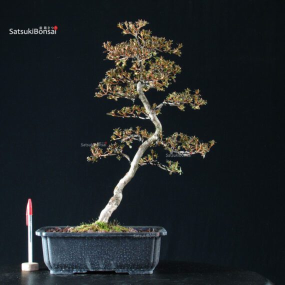 Azalea Satsuki HOZAN - immagine 3