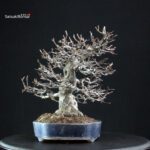 Pseudocydonia Sinensis - immagine 2