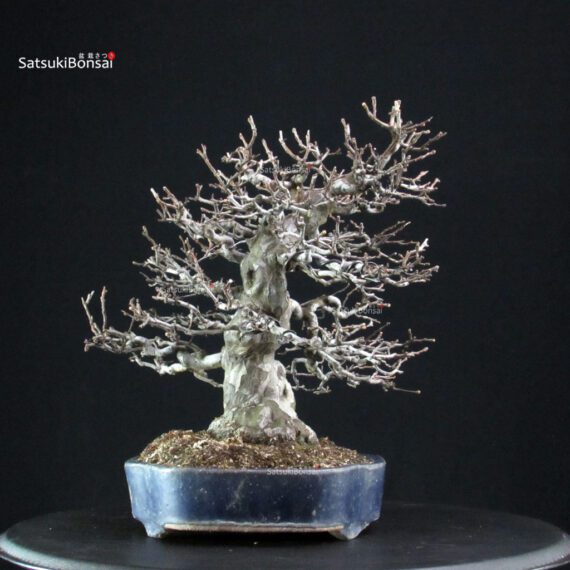 Pseudocydonia Sinensis - immagine 2