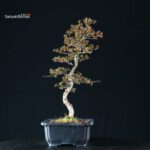 Azalea Satsuki HOZAN - immagine 4