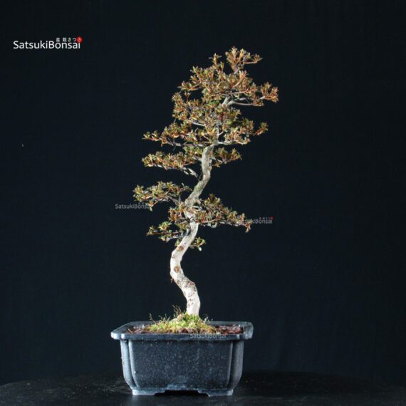 Azalea Satsuki HOZAN - immagine 4