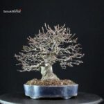 Pseudocydonia Sinensis - immagine 3