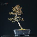 Azalea Satsuki HOZAN - immagine 5