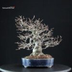 Pseudocydonia Sinensis - immagine 4