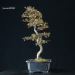 Azalea Satsuki HOZAN - immagine 6