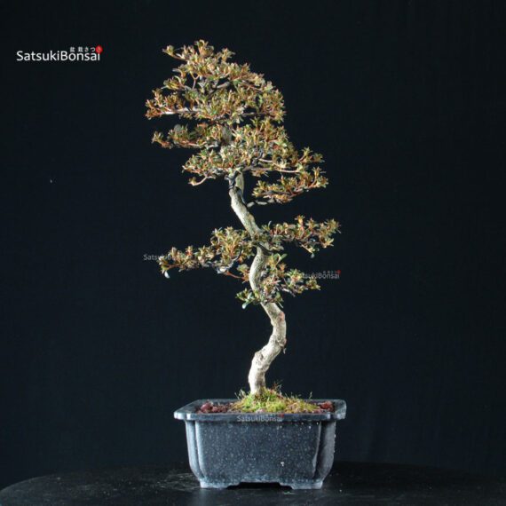 Azalea Satsuki HOZAN - immagine 6