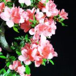 Azalea Satsuki HOZAN - immagine 2