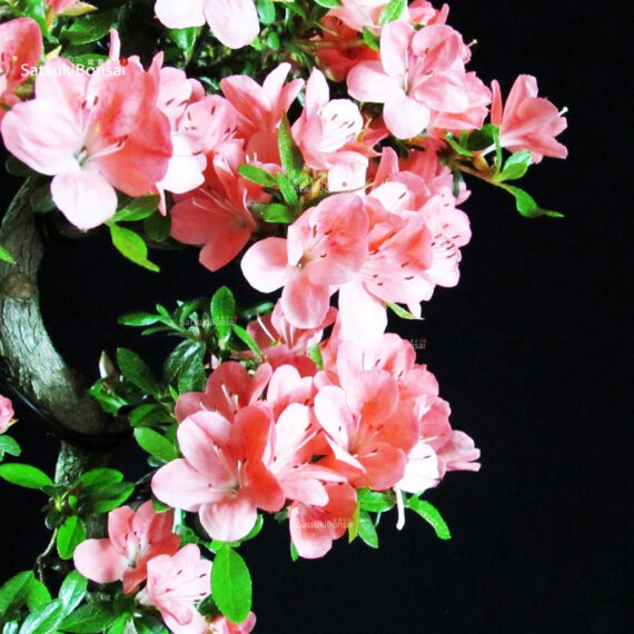 Azalea Satsuki HOZAN - immagine 2