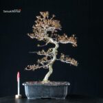 Azalea Satsuki KAKUO