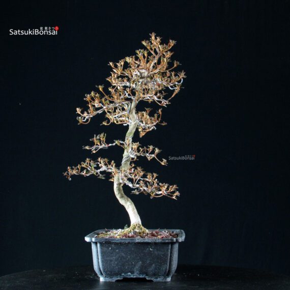 Azalea Satsuki KAKUO - immagine 3