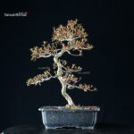 Azalea Satsuki KAKUO - immagine 4