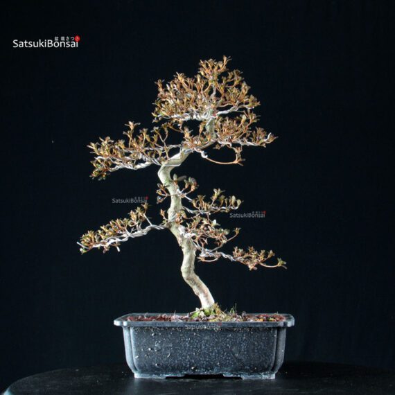 Azalea Satsuki KAKUO - immagine 4