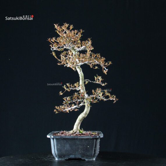 Azalea Satsuki KAKUO - immagine 5