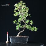 Azalea Satsuki KUNPU