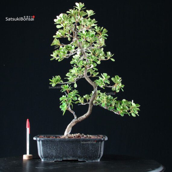 Azalea Satsuki KUNPU - immagine 1