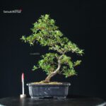 Azalea Satsuki TATEYAMA NO YUKI - immagine 6