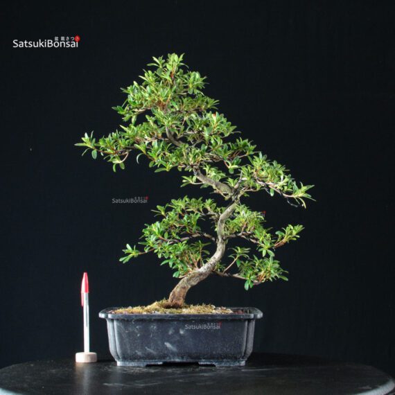 Azalea Satsuki TATEYAMA NO YUKI - immagine 6