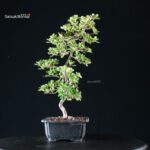 Azalea Satsuki KUNPU - immagine 3