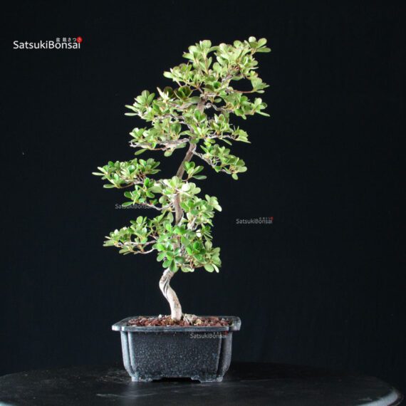 Azalea Satsuki KUNPU - immagine 3