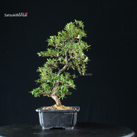 Azalea Satsuki TATEYAMA NO YUKI - immagine 7