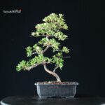 Azalea Satsuki KUNPU - immagine 4